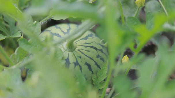 畑でのびのびと育つ7月のスイカ 畑でのびのびと育つ7月のスイカ 草,畑,スイカの写真素材
