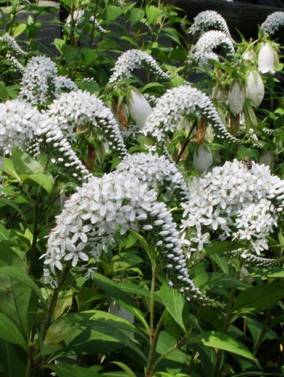 オカトラノオ・岡虎の尾　咲く風景 オカトラノオ,草花,総状花序の写真素材