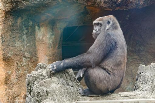ニシゴリラ ニシゴリラの写真