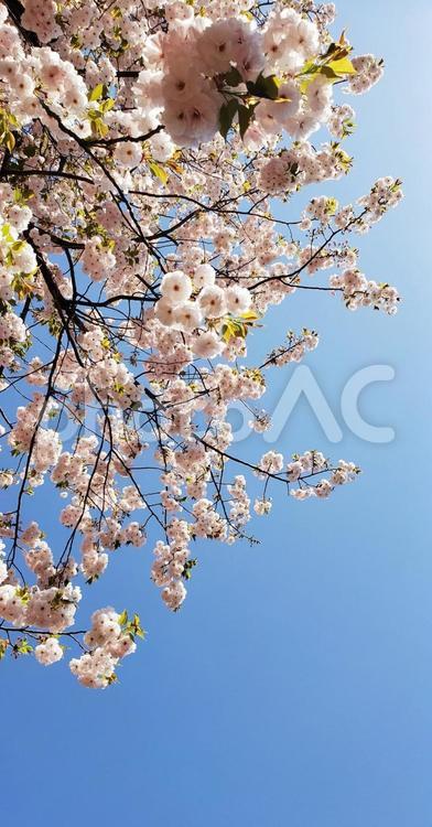 桜の木 さくら,春,ソメイヨシノの写真素材