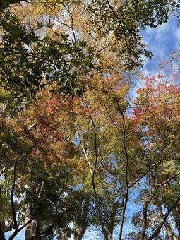 初紅葉 紅葉渓庭園,西の丸庭園,和歌山城の写真素材