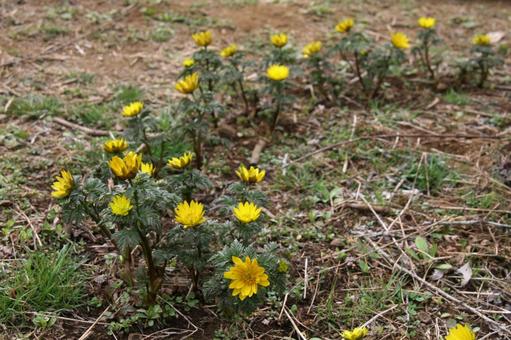 フクジュソウ・福寿草 フクジュソウ・福寿草の写真