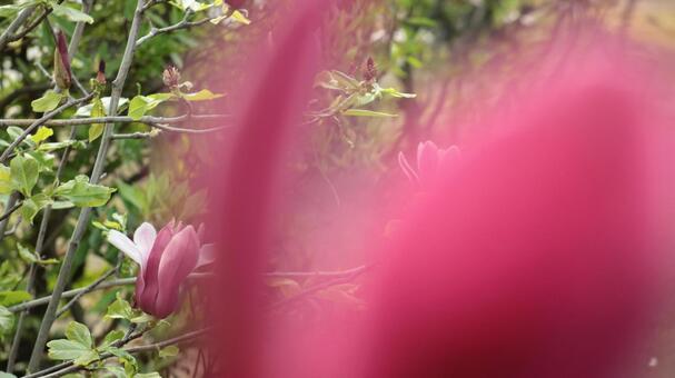 モクレン モクレン bamboo,ecology,gardenの写真素材