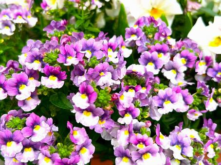 パープルのネメシア パープルのネメシア ネメシア,花,植物の写真素材