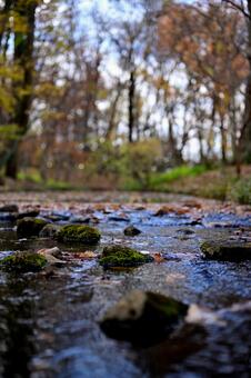 小川と苔むした石 小川,苔,森林の写真素材