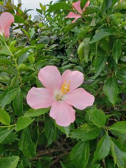 ピンクのハイビスカス ピンクのハイビスカス ハイビスカス,花,フラワーの写真素材