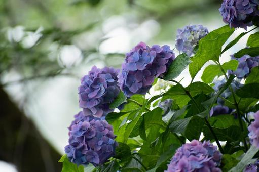 紫陽花の花 紫陽花の花の写真