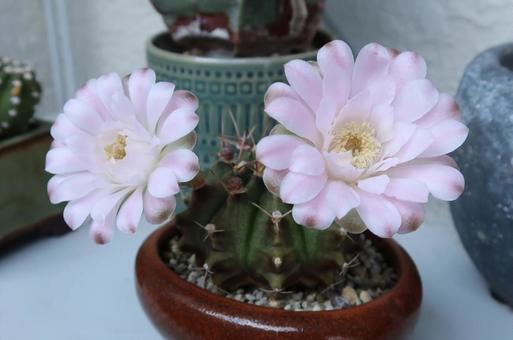サボテンの花 サボテンの花の写真