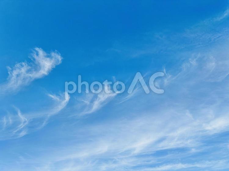 美しい薄雲　羽のように軽い 空,青空,爽やかの写真素材