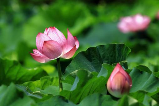 Lotus flower 2, JPG