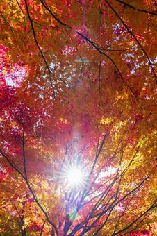 太陽と紅葉 紅葉,もみじ,秋の写真素材