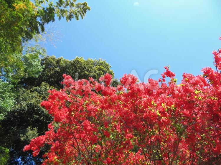 笠間つつじ公園のつつじ つつじ,笠間つつじ公園,公園の写真素材