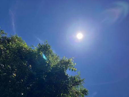 真夏の青空と太陽と森林 真夏の青空と太陽と森林の写真