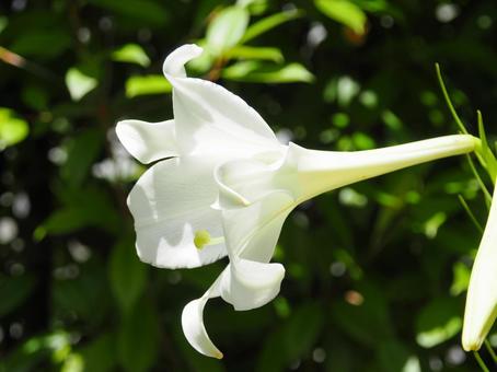 テッポウユリ テッポウユリ,花,フラワーの写真素材