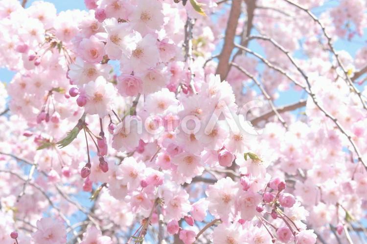 しだれ桜 シダレザクラ,しだれ桜,枝垂桜の写真素材