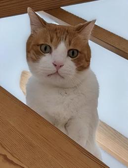 階段からのぞく猫(茶白ハチワレ) 階段からのぞく猫(茶白ハチワレ)の写真