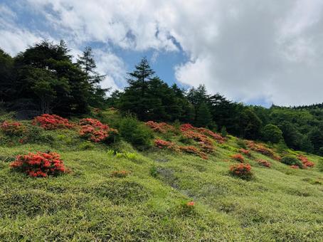 ヤマツツジの群生 ヤマツツジの群生 ヤマツツジ,花,オレンジの花の写真素材