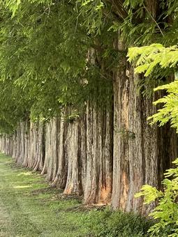 近江の風景(マキノのメタセコイア並木) 近江の風景(マキノのメタセコイア並木)の写真