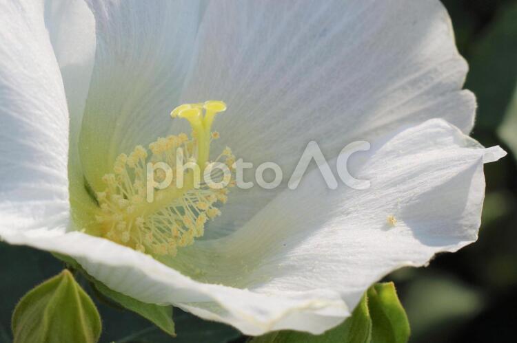 フヨウの花の蘂を接写 フヨウ,花,蘂の写真素材