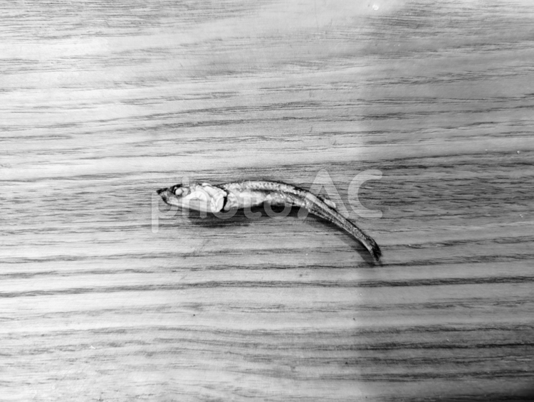 木目の上のニボシの白黒写真 ニボシ,小魚,おつまみの写真素材