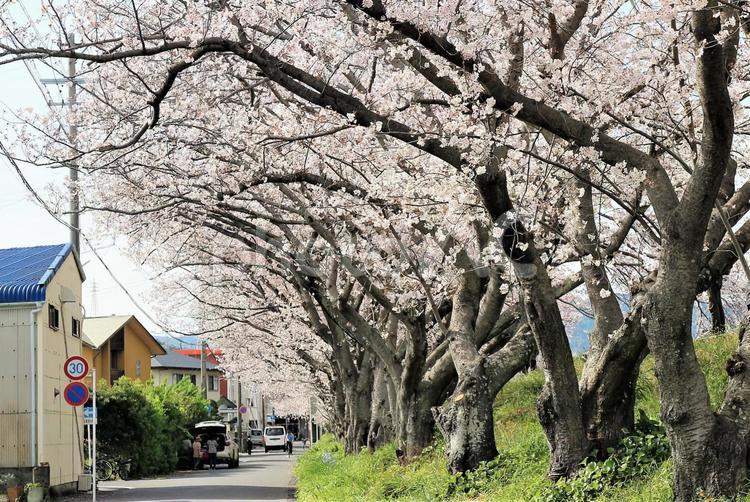 桜並木と家並み さくら,桜,サクラの写真素材