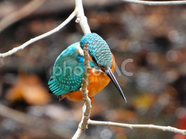 渓流の上の枝にとまるカワセミ カワセミ,鳥,鳥類の写真素材