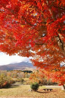 紅葉　妙高高原　いもり池 秋,自然,湖の写真素材