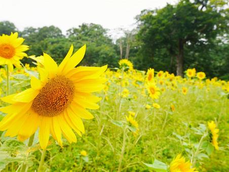 ひまわり ひまわり畑,ひまわり,向日葵の写真素材