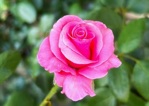 薔薇 薔薇の写真