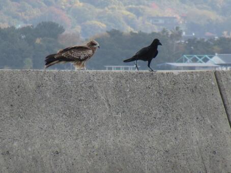トビとカラス 留鳥,猛禽,タカ類の写真素材