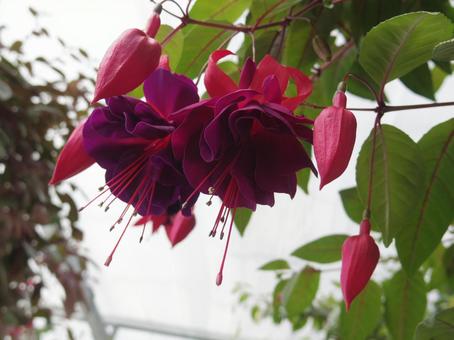 花 花の写真