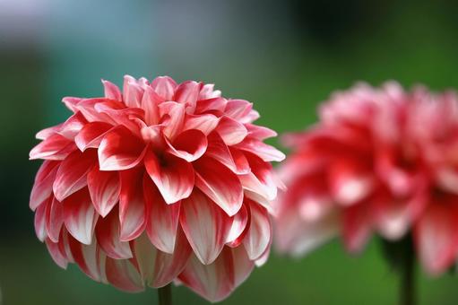 色鮮やかな大輪 色鮮やかな大輪 ダリア,花,キク科の植物の写真素材
