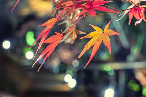 イロハ紅葉 紅葉,もみじ,モミジの写真素材
