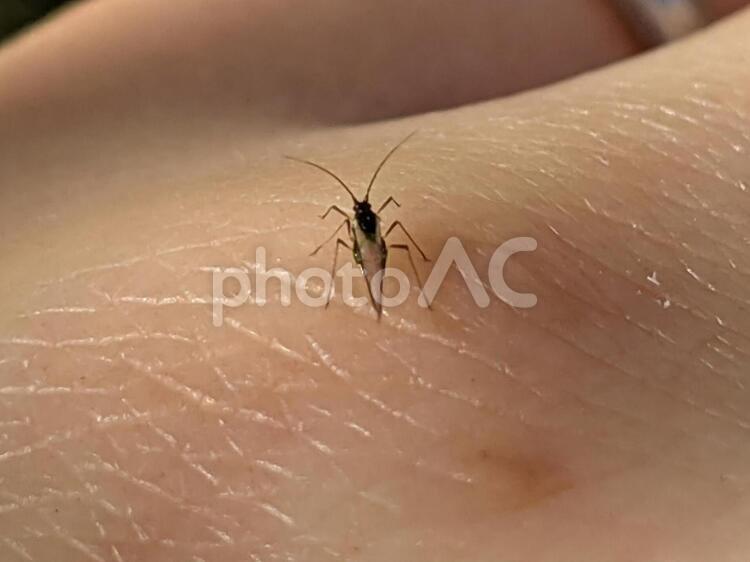 皮膚にとまるコバエ 虫,小バエ,無脊椎動物の写真素材