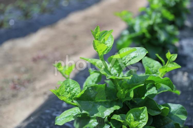 ツルムラサキの苗（植えて間もなく） ツルムラサキ,野菜,緑黄色野菜の写真素材