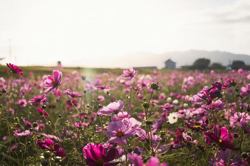 の夕暮れ時、優しく輝くピンクの花の群生 コスモス,秋桜,花畑の写真素材