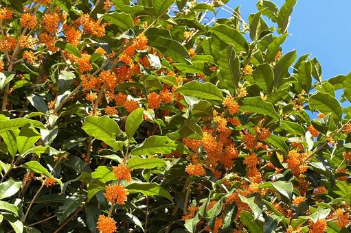 キンモクセイ 植物,花木,金木犀の写真素材