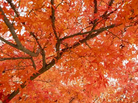 鮮烈に染まる秋の紅葉 鮮烈に染まる秋の紅葉の写真