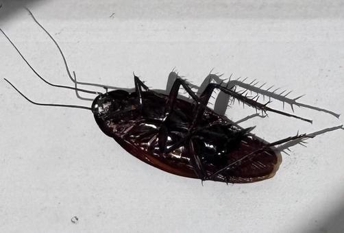 ゴキブリの死骸と影 ゴキブリの死骸と影 ゴキブリ,ワモンゴキブリ,害虫の写真素材
