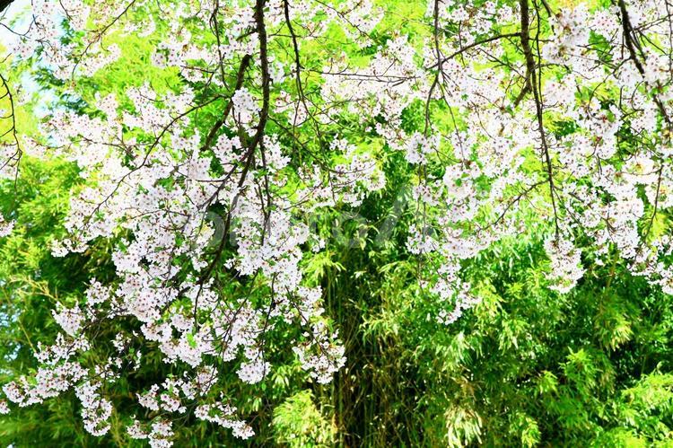 緑の中に栄える桜 桜,サクラ,さくらの写真素材