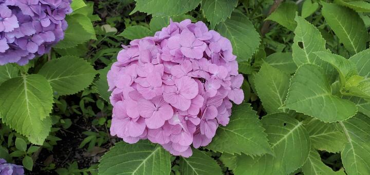 紫陽花 紫陽花,桃色,自然の写真素材