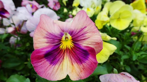 パンジー パンジー,ビオラ,冬の写真素材