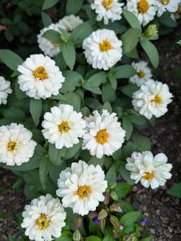 White zinnia flower, JPG