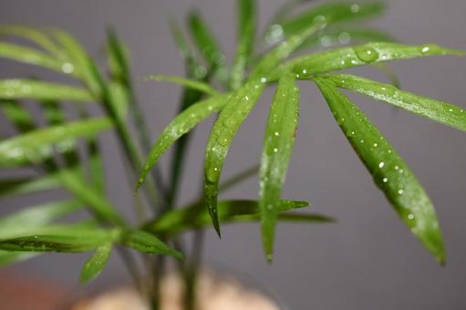 テーブルヤシ テーブルヤシ,室内観葉植物,耐陰性の写真素材