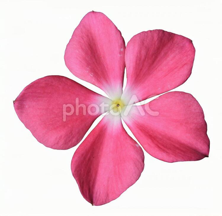 切り抜き写真素材　ピンク色の日々草の花びら 切り抜き素材,ワンポイント,日々草の写真素材