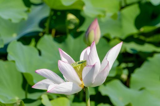 夏の陽射しに咲く蓮の花 夏の陽射しに咲く蓮の花の写真