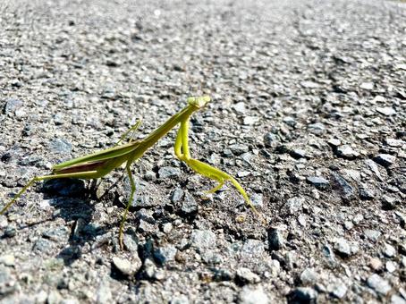 こちらを見ているカマキリ カマキリ,昆虫,視線の写真素材