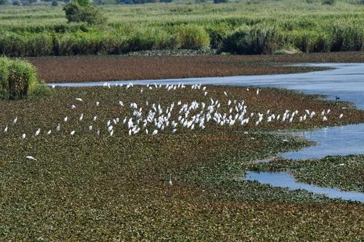 池に集まったサギの群れ 池に集まったサギの群れ サギ,鳥,野生の写真素材