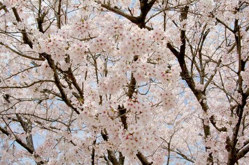 桜 桜の写真