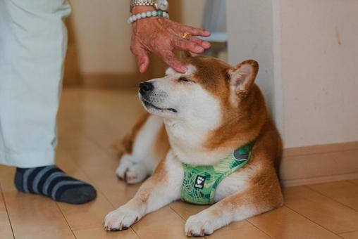 じいじに撫でてもらって幸せを満喫する柴犬 じいじに撫でてもらって幸せを満喫する柴犬 柴犬,しばいぬ,日本犬の写真素材